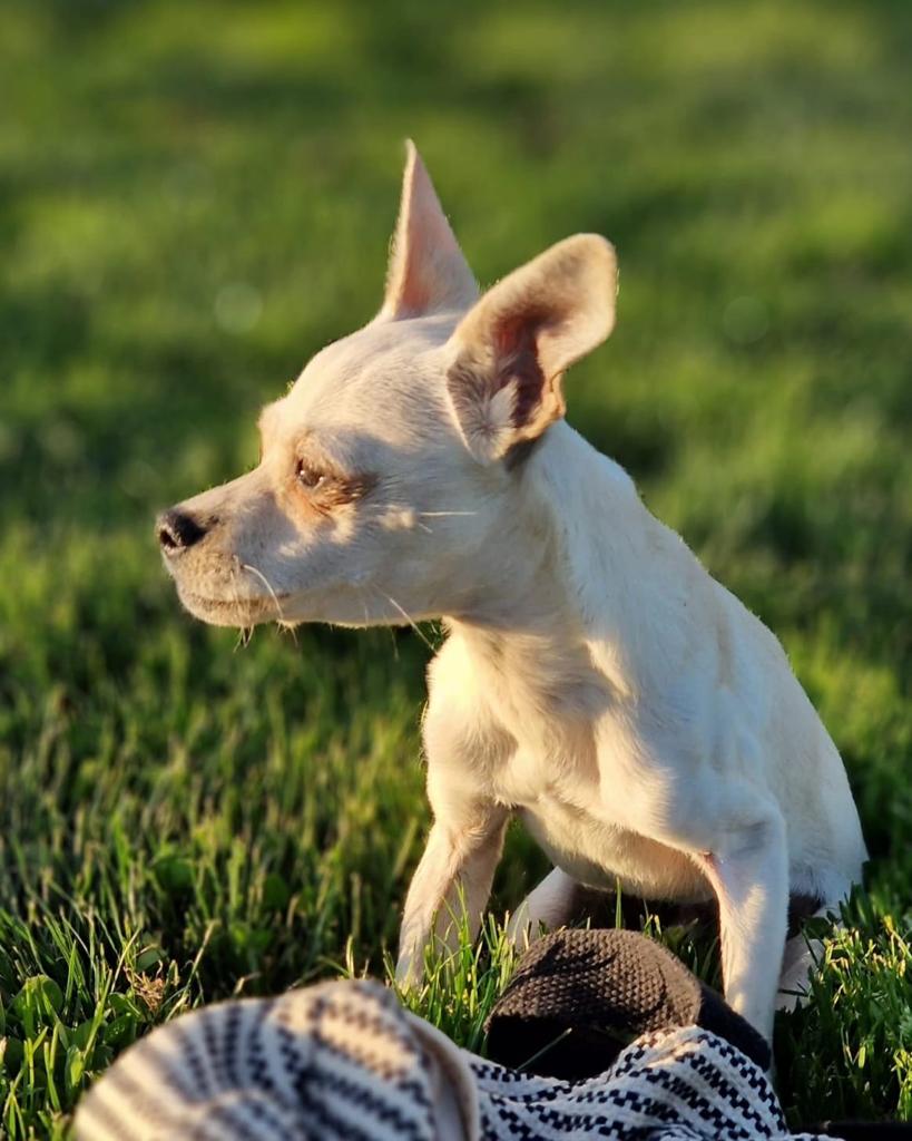 Coco, el chihuahua que vino de Salamanca
