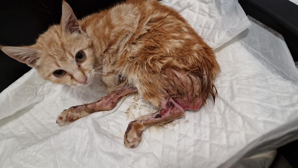 Isi, otra víctima de los disparos a gatos callejeros