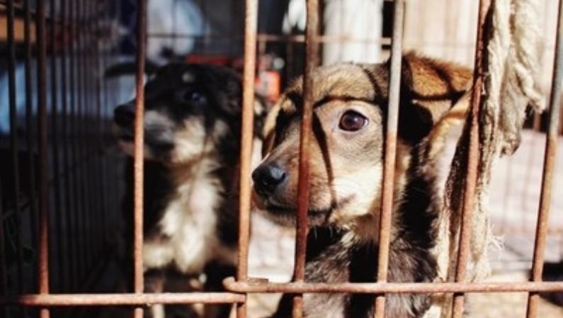 Maltrato animal. ¿Dónde y cómo denunciar?